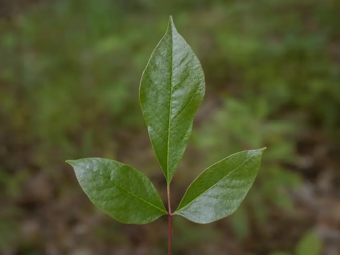 A single poison ivy leaf photographed close: three glossy pointed leaflets, the middle one held out on a longer stalk, edges smooth and untoothed