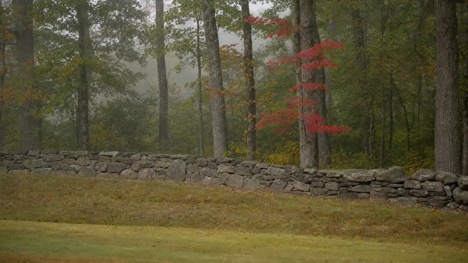 Old dry-stacked fieldstone walls running between mown ground and a hardwood woodland edge on a misty Northeast morning